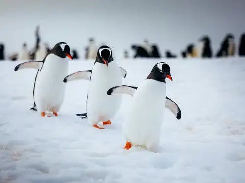 Penguins